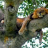 Lion Art - Image 4
