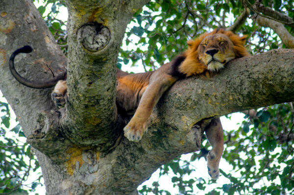 Lion Art - Image 4
