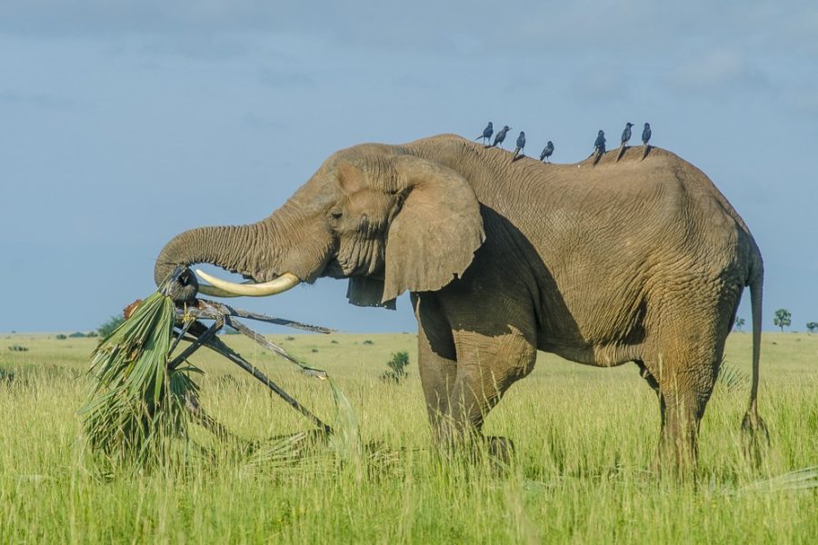 Murchison Falls National Park