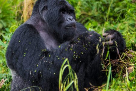 Mgahinga Gorilla National Park
