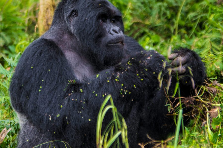 Mgahinga Gorilla National Park