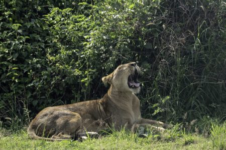Queen Elizabeth National Park